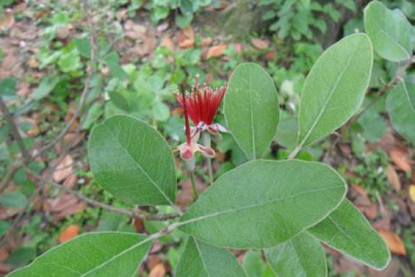 phenanthrene