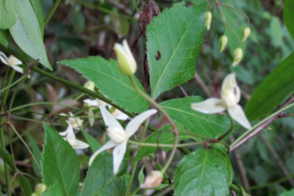 Clematis chinensis
