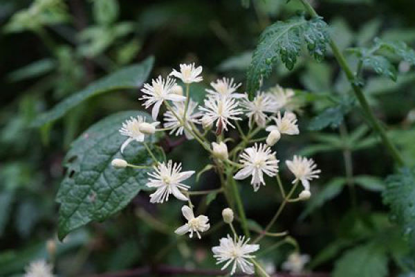 Clematis chinensis