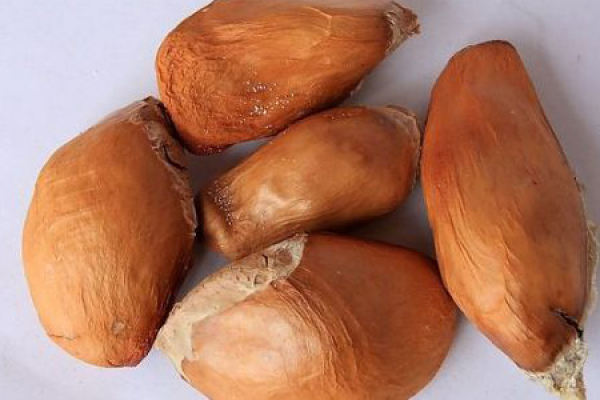 durian seed
