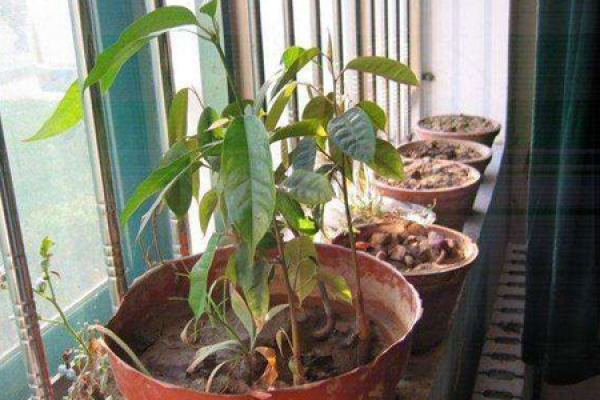 Durian potted