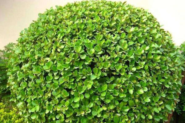 Euonymus japonicus