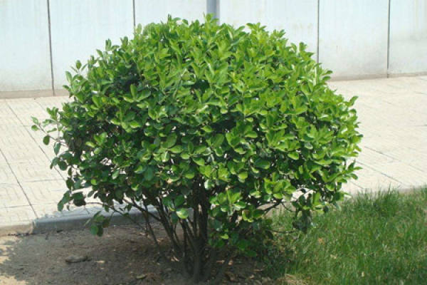 Boxwood