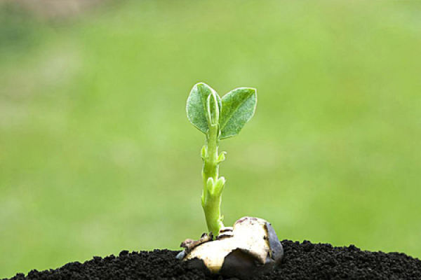 Mango planting