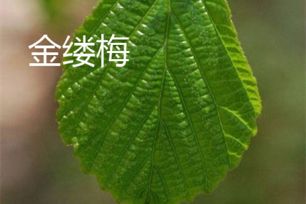 The leaves of witch hazel