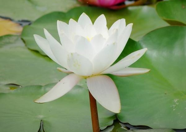 Lotus