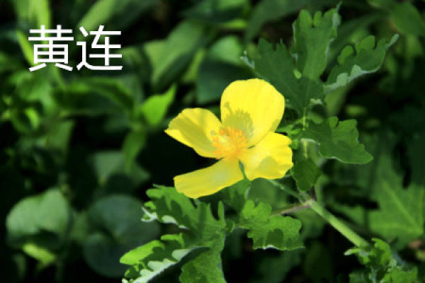 rhizome of Coptis