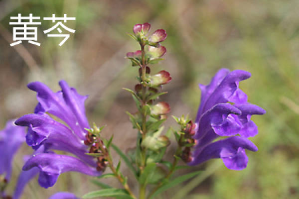 Flower of Scutellaria baicalensis