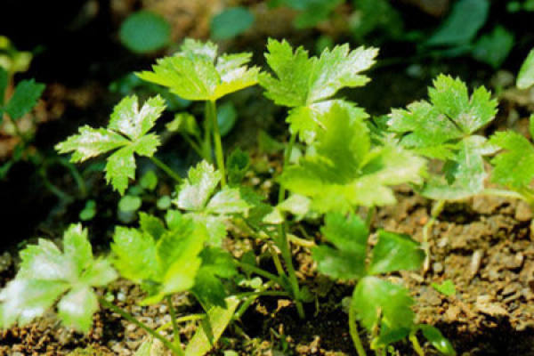 duck's celery