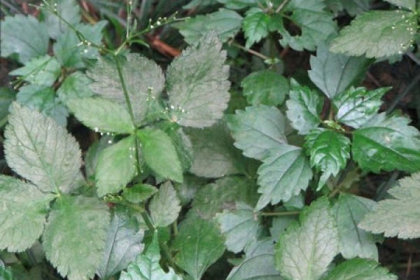 Cryptotaenia japonica