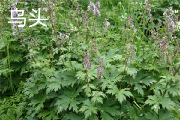 rhizome Aconitum rhizome Aconitum