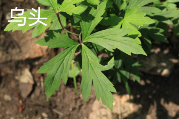 rhizome Aconitum rhizome Aconitum