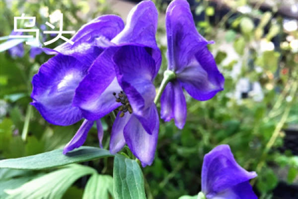 Aconite flower Aconite flower