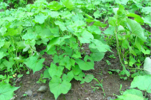 buckwheat