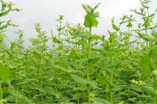 buckwheat