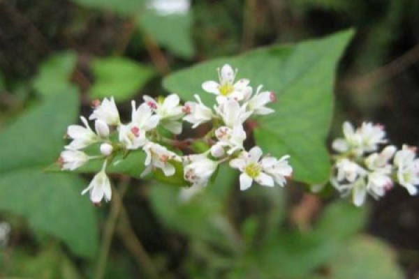 Fagopyrum dibotrys