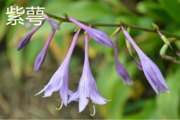 Calyx flower