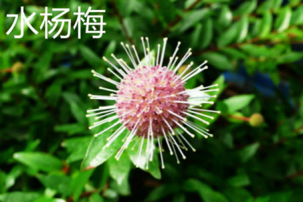 Geum japonicum