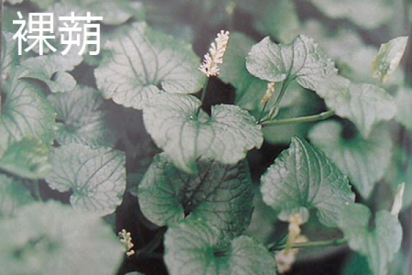 naked capsule leaf