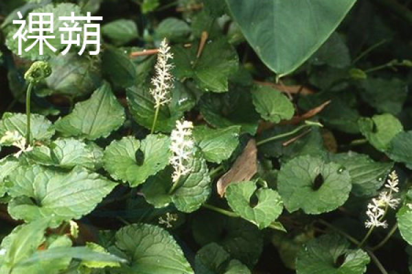 Gymnothecium