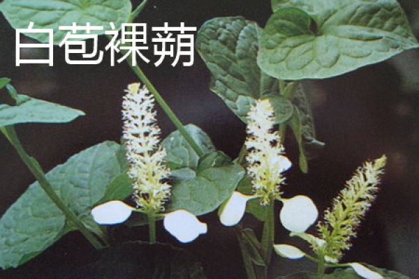 Gymnothecium leucobrachium