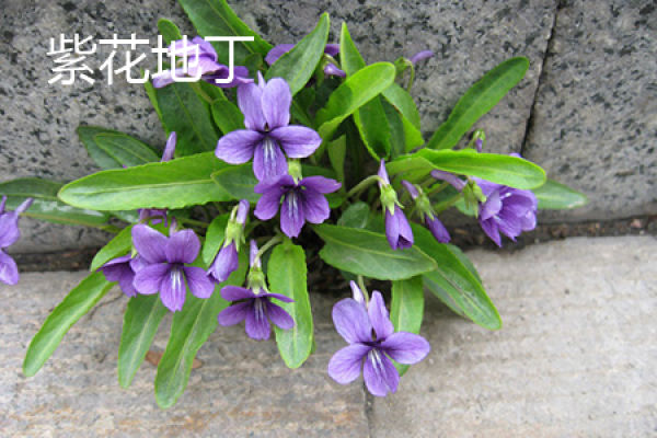 Herba Violae