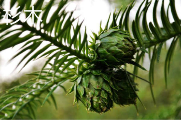 Chinese fir