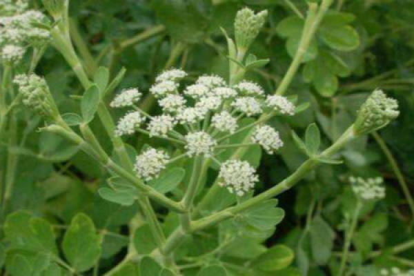 Peucedanum root