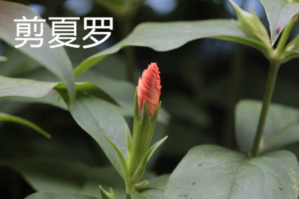 Xia Xia Luo
