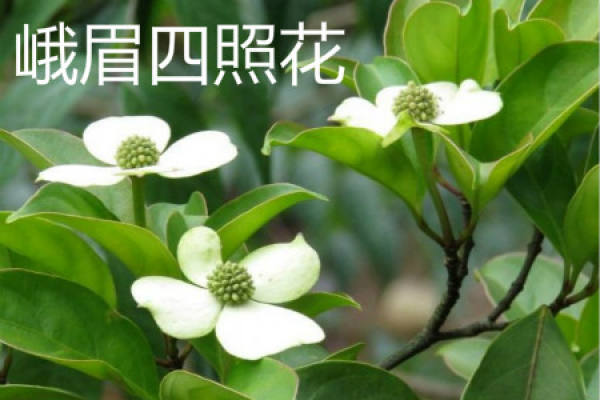 four flowers in Emei