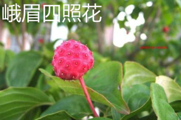 Emei Sizhao Flower