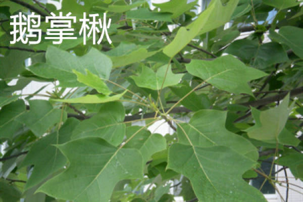Liriodendron