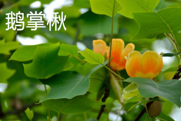 Liriodendron