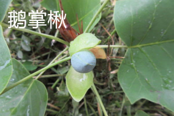 Liriodendron