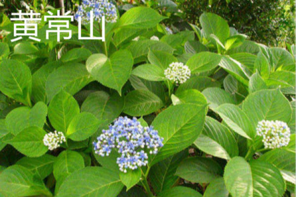 yellow Changshan