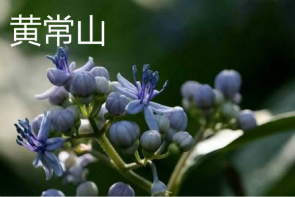 yellow Changshan