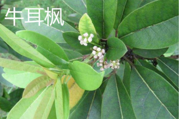 cow ear Maple