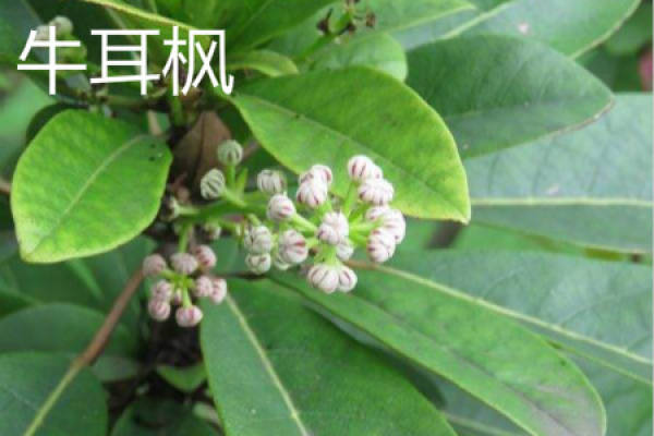 cow ear Maple