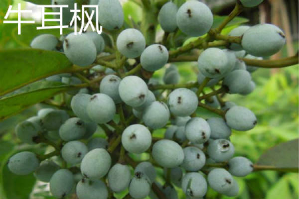 Niu Er Feng