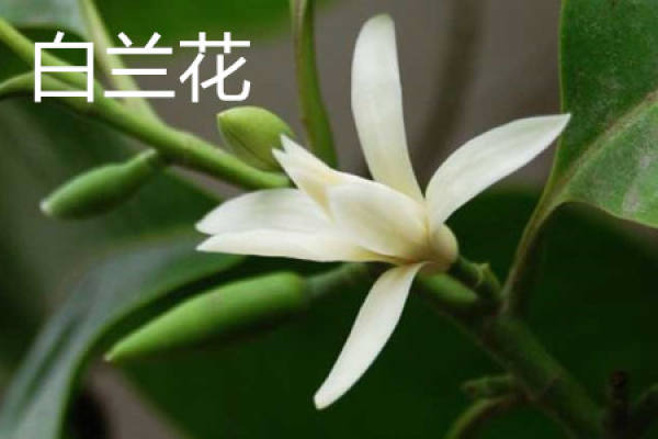 White Orchid