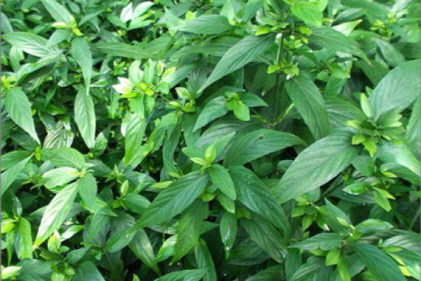 Herba Peristrophis