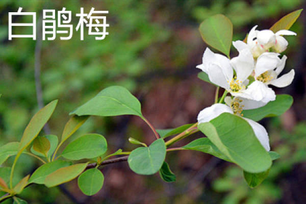 white peach