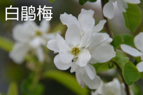 White azalea