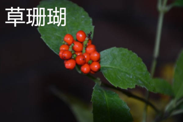 Sarcandra glabra