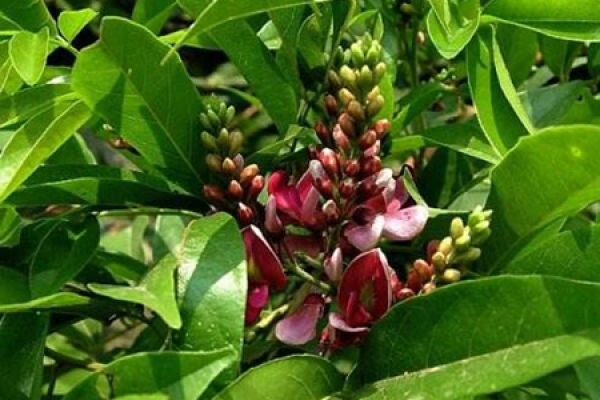 Millettia fragrans Hance