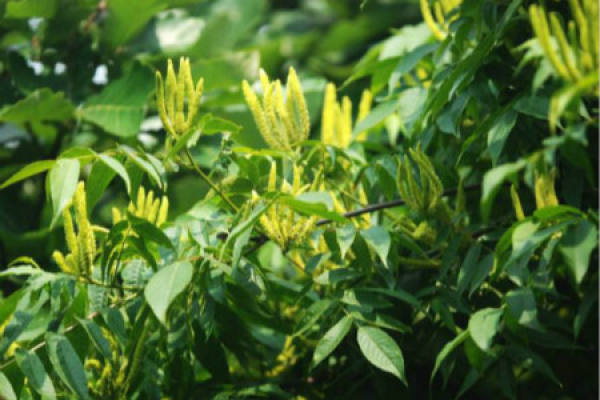 Platycarya strobilacea