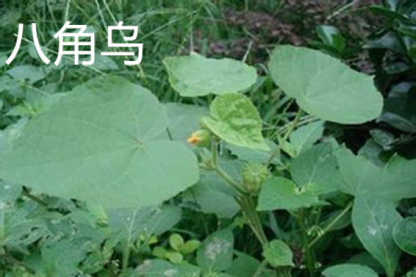 Fatsia japonica