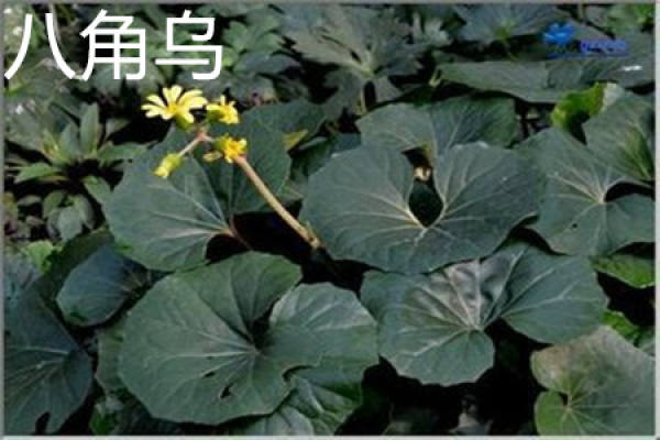 Fatsia japonica