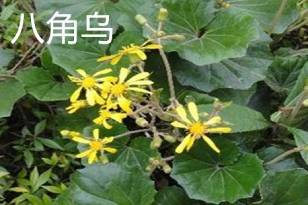 Illicium verum