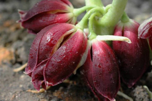 Dysosma pleiantha